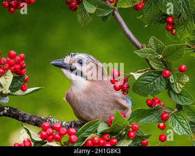 Aberystwyth, Ceredigion, pays de Galles, Royaume-Uni.18 octobre 2021.Un geai eurasien (Garrulus glandarius) est en quête de nourriture dans un cotoneaster chargé de baies rouges.Credit: Phil Jones/Alamy Live News Banque D'Images