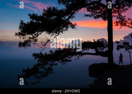 La jeune femme de randonnée se tient au bord d'une falaise près d'un ancien pin et regarde la vue sur la montagne pendant le coucher du soleil.Vacances, vacances, tourisme concep Banque D'Images