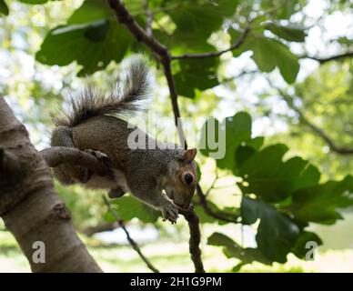 Écureuil mangeant dans les arbres Banque D'Images