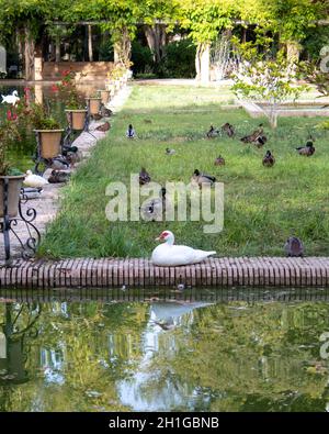 Plan vertical d'un canard de Muscovy assis dans un jardin et de nombreux autres canards en arrière-plan. Banque D'Images