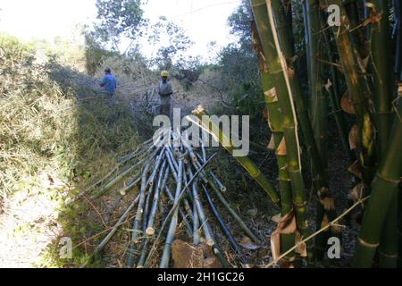 salvador, bahia / brésil - 1er mars 2018 : plantation de bambou dans la ville de Salvador. *** Légende locale *** Banque D'Images