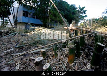 salvador, bahia / brésil - 1er mars 2018 : plantation de bambou dans la ville de Salvador. *** Légende locale *** Banque D'Images