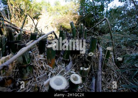 salvador, bahia / brésil - 1er mars 2018 : plantation de bambou dans la ville de Salvador. *** Légende locale *** Banque D'Images