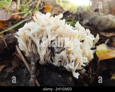 Champignon de corail à crête, 'Clavulina coraloides' Corail ramifié blanc comme les corps de fructification, les terres boisées à feuilles larges ou conifères.Priddy,Mendip Hills, certains Banque D'Images