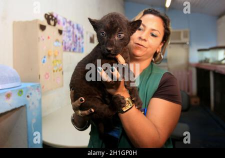 salvador, bahia / brésil - 7 octobre 2015: Ana Celly, biologiste au Jardim Zoologico dans la ville de Salvador est vu tout en prenant soin d'un jagu Banque D'Images