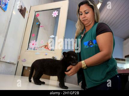 salvador, bahia / brésil - 7 octobre 2015: Ana Celly, biologiste au Jardim Zoologico dans la ville de Salvador est vu tout en prenant soin d'un jagu Banque D'Images