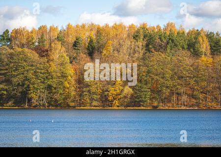 Magnifique paysage d'automne avec de beaux arbres de forêt de couleur jaune et orange, lac bleu avec roseaux en premier plan Banque D'Images