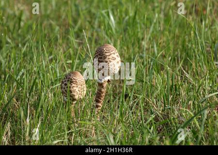 Le champignon du parasol a grandi dans une prairie verte. Banque D'Images