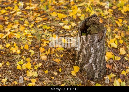 Une vieille souche de bouleau séchée avec une pième à demi-noyau sur un fond de feuilles mortes en automne. Banque D'Images