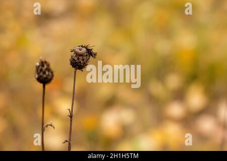 Un automne fané Rhaponticum avec une chenille à l'extérieur du bourgeon. Banque D'Images