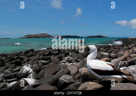caravelas, bahia / brésil - 22 octobre 2012: L'atoba d'oiseau est vu sur une île dans le Parque Marinho dos Abrolhos dans le sud de Bahia. Banque D'Images