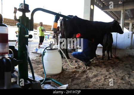 salvador, bahia / brésil - 29 novembre 2015: vaquero faire de la traite mécanisée sur une vache pendant l'exposition agricole dans la ville de Salvador. Banque D'Images