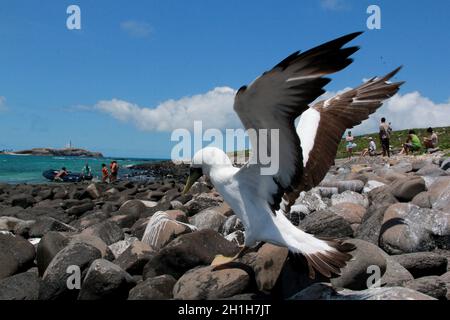 caravelas, bahia / brésil - 22 octobre 2012: L'atoba d'oiseau est vu sur une île dans le Parque Marinho dos Abrolhos dans le sud de Bahia. Banque D'Images
