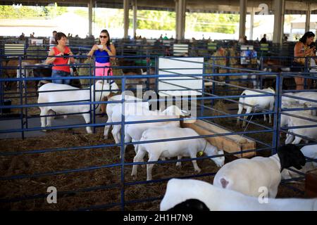 salvador, bahia / brésil - 2 décembre 2016: L'élevage de moutons est vu dans le parc d'expositions de Salvador City pendant l'exposition agricole. *** Capti local Banque D'Images