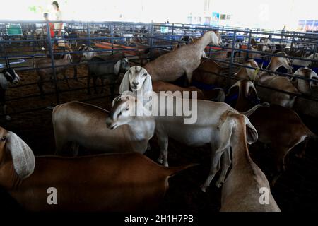 salvador, bahia / brésil - 2 décembre 2016: L'élevage de chèvres est vu dans le parc d'exposition de Salvador City pendant l'exposition agricole. *** Cap local Banque D'Images