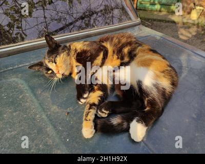 Le chat tortoiseshell aux yeux jaunes se trouve sur le côté Banque D'Images