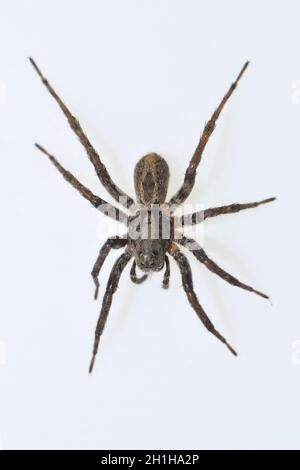 Araignée Alocoposa sp.Famille des Lycosidae.Araignée isolée sur fond blanc Banque D'Images