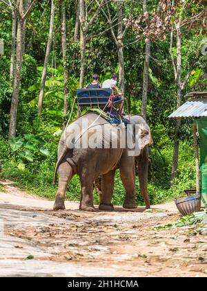 Phuket, Thaïlande - 29 novembre 2019 : trekking à dos d'éléphant dans la jungle à Phuket, Thaïlande. Banque D'Images
