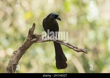 Treepie à queue de raquette, Crypsirina temia, Thaïlande Banque D'Images