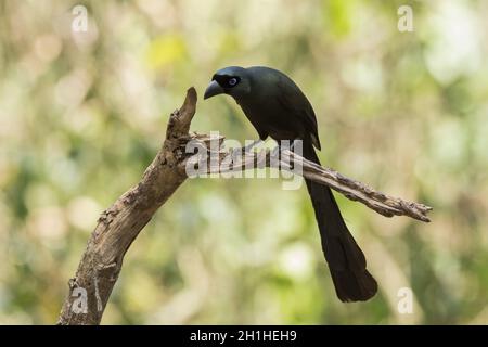 Treepie à queue de raquette, Crypsirina temia, Thaïlande Banque D'Images