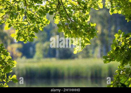 Feuilles de chêne ensoleillées sur les branches au-dessus de l'eau avec reflet de roseau vert.Cadre feuillages lumineux avec surface de lac floue et arbres forestiers sur fond de fée. Banque D'Images