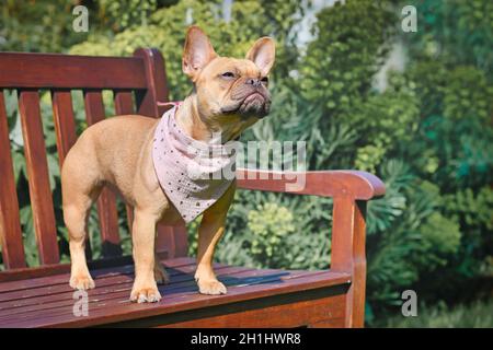 Red Fawn French Bulldog avec mouchoir rose debout sur le banc Banque D'Images