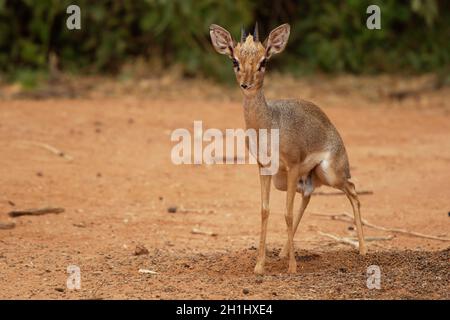 Kirks Dik-dik - petit antilope marron Madoqua kirkii originaire d'Afrique de l'est et l'une des quatre espèces d'antilope dik-dik, gros yeux petits cornes grande oreille Banque D'Images