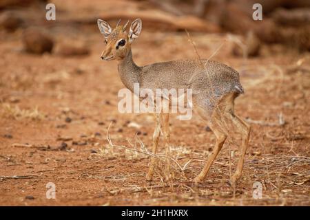 Kirks Dik-dik - petit antilope marron Madoqua kirkii originaire d'Afrique de l'est et l'une des quatre espèces d'antilope dik-dik, gros yeux petits cornes grande oreille Banque D'Images