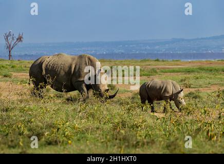 Rhinocéros blancs du sud ou rhinocéros à lèvres carrées - Ceratotherium simum simum, dans le lac Nakuru au Kenya, rhinocéros à cornes se nourrissant d'herbe, de corps lourd, Banque D'Images