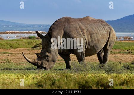 Rhinocéros blancs du sud ou rhinocéros à lèvres carrées - Ceratotherium simum simum, dans le parc national du lac Nakuru au Kenya, le rhinocéros à cornes se nourrissant de gras Banque D'Images