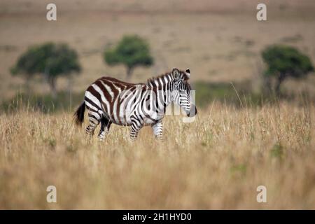 Zèbre des plaines - Equus quagga anciennement Equus burchellii, également zèbre commun, la plupart des espèces communes et répandues de zèbre, bandes noires et blanches en sava Banque D'Images