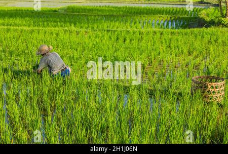 BALI, INDONÉSIE, 13 Septembre 2019 : l'homme travaillant dans les champs de riz de Bali, Indonésie Banque D'Images