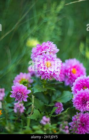 Chrysanthemum rose en fleurs dans le jardin d'été Banque D'Images