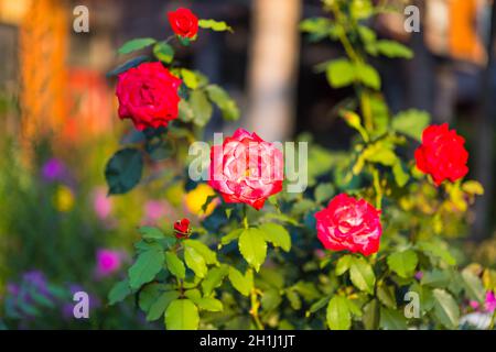 Roses Bush hybrides rouges avec centre jaune à Dusk Banque D'Images