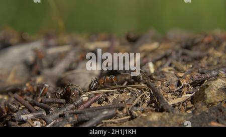 Gros plan des fourmis sauvages qui se balanlent autour de leurs anthbas.Anthill dans la forêt parmi les feuilles sèches.insectes travaillant emmet en marche autour du trou dans le th Banque D'Images