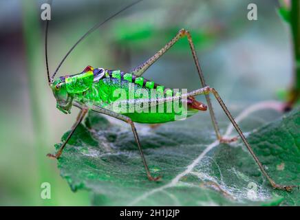 Macro-pousse d'une sauterelle sur une feuille verte Banque D'Images