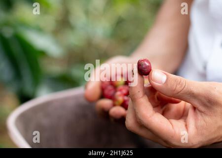 Main montrant le grain de café mûr fraîchement récolté.Gros plan du grain de café pointé ou montré à l'appareil photo. Banque D'Images