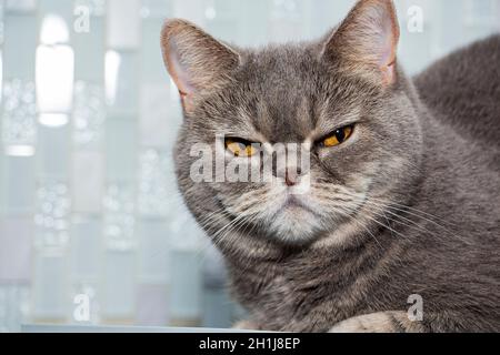 Gros plan, portrait d'un chat adulte brun à poil long qui regarde droit devant Banque D'Images