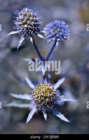 Eryngium bourgatii (houx méditerranéen) Banque D'Images