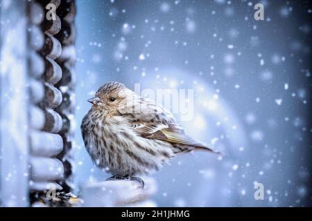 American Goldfinch, Spinus tristis, perchée paisiblement sur un convoyeur lors d'une légère chute de neige.Profondeur de champ extrêmement faible avec arrière-plan flou. Banque D'Images