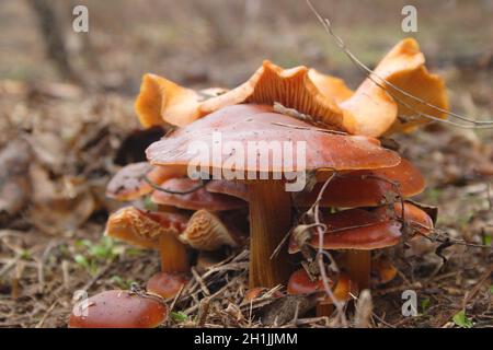 Champignons sauvages dans la forêt en automne après la pluie.champignons chanterelles jaunes dans une forêt finlandaise à l'automne. Banque D'Images