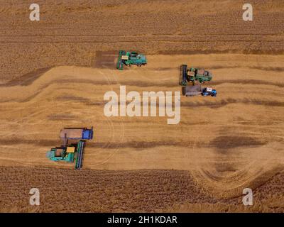 Krasnodar, Russie - le 22 juillet 2017 : La récolte du blé l'ensileuse. Les machines agricoles du grain de la récolte sur le terrain. Les machines agricoles en exploitation. Banque D'Images