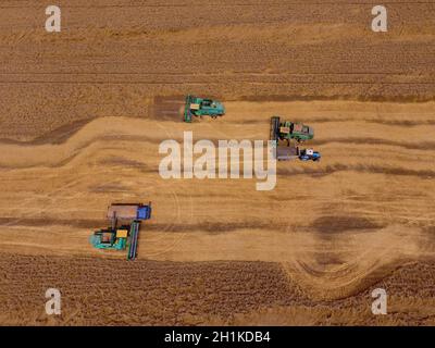 Krasnodar, Russie - le 22 juillet 2017 : La récolte du blé l'ensileuse. Les machines agricoles du grain de la récolte sur le terrain. Les machines agricoles en exploitation. Banque D'Images