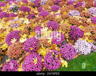 Une feuille d'érable jaune tombé couché sur l'orange chrysanthemum x morifolium avec arrière-plan flou avec soft focus. Impression d'automne Banque D'Images