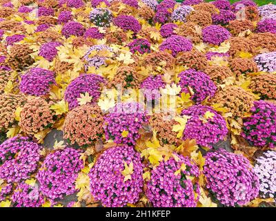 Une feuille d'érable jaune tombé couché sur l'orange chrysanthemum x morifolium avec arrière-plan flou avec soft focus. Impression d'automne Banque D'Images