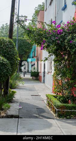 Photo de style portrait d'un trottoir entouré d'arbres, de buissons et de fleurs violettes, avec des maisons colorées comme arrière-plan Banque D'Images