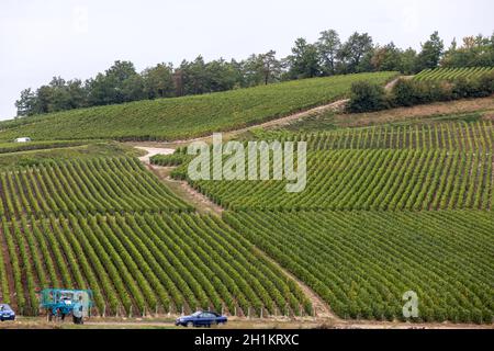 Vignes de champagne dans la Côte des Bar de l'aube. France Banque D'Images