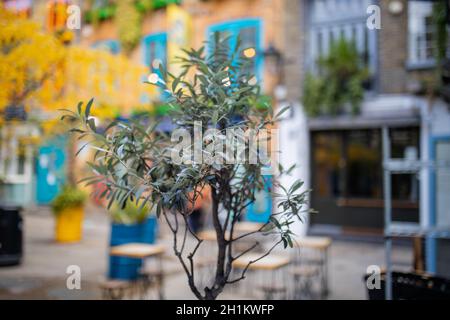 Image d'un petit arbre mince dans la rue, avec des chaises, des tables, des plantes, et un bâtiment en brique avec des cadres de fenêtre bleus comme un fond flou Banque D'Images