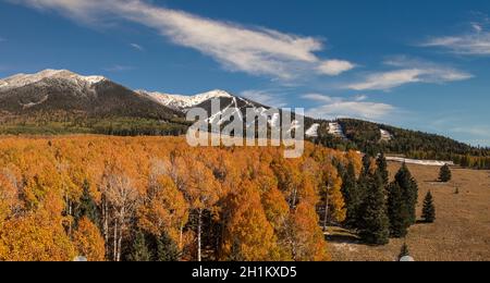 Golden Aspen grove à l'automne à Flagstaff en Arizona Banque D'Images