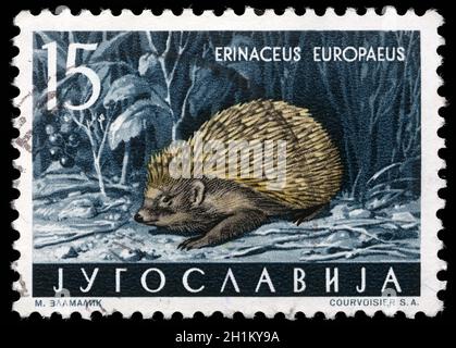 Le timbre imprimé en Yougoslavie montre le hérisson européen avec l'inscription 'erinaceus Europaeus' de la série 'Faunan', vers 1965 Banque D'Images